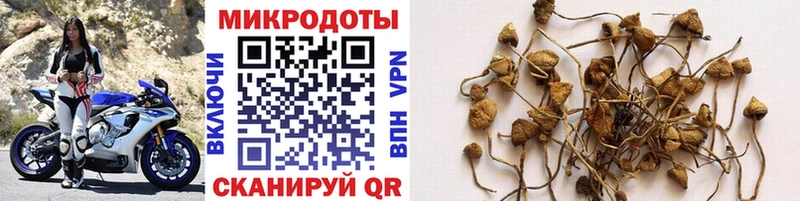 Псилоцибиновые грибы мицелий  Шимановск 